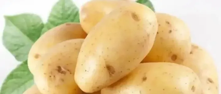 采购土豆—1800吨/月