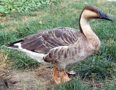 编辑区添加图片模板,点击图片区域可以更换图片。