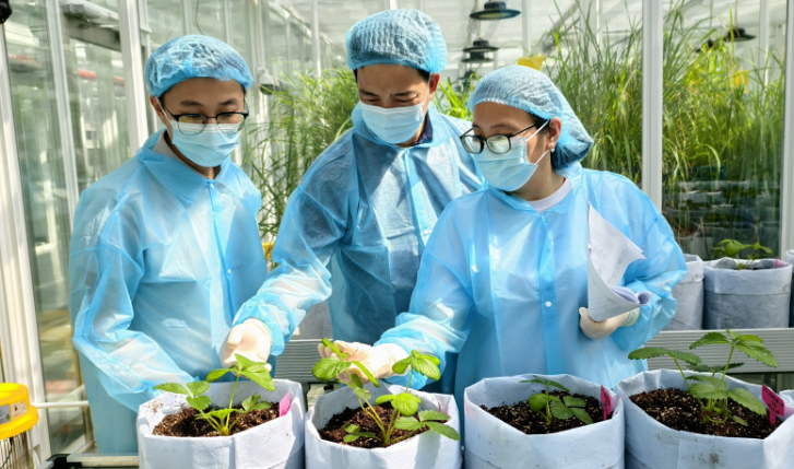 月亮島（ムーンアイランド）植物隔離苗畑では、研究者たちが「紅羽」の苗を研究しているところ。写真提供：取材先
