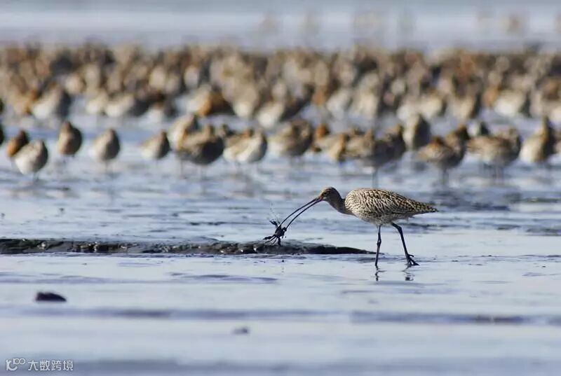 大勺鹬抓蟹子 摄影:周海翔