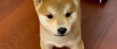 高安一只小<em>柴</em><em>犬</em>找主人！