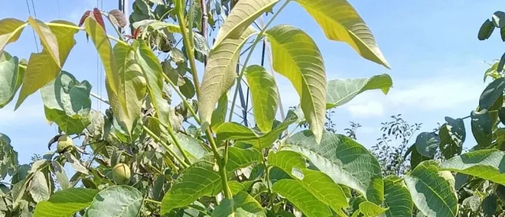 按结果付费能否拯救中国软件公司？一场源于成本拐点的价值共谋​​​