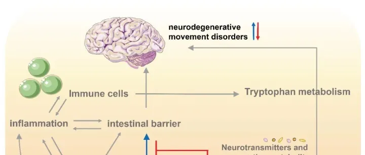 iMetaOmics | 浙大阎芙洁组-解析微生物减少铜诱导的神经毒性