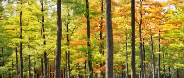全部免费！厦门4个宝藏打卡好去处！露营、逛灯会、赏落羽杉...