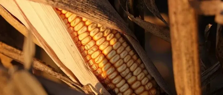 AL09. MySQL8窗口函数