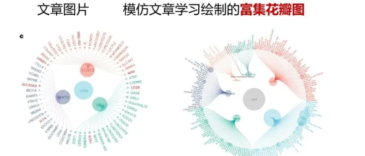 跟着Nature Biomedical Engineering学画图|利用ccgraph+ggraph绘制富集花瓣图