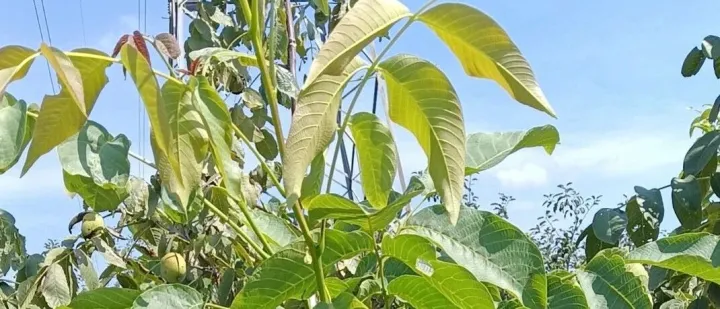 AI智能体接入工作群聊，重新定义办公方式​