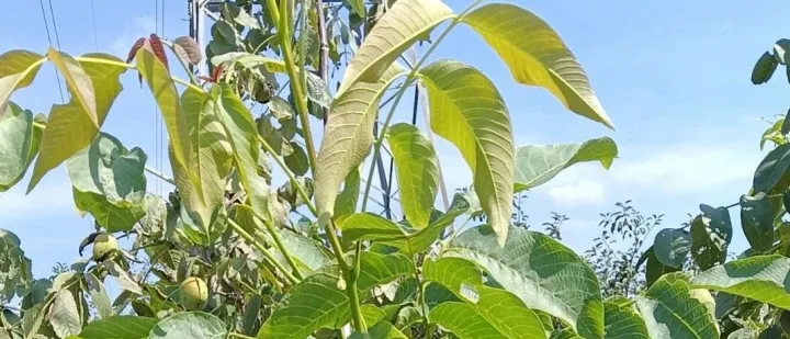 企业转型之困：当“形似”无法触及“神至”