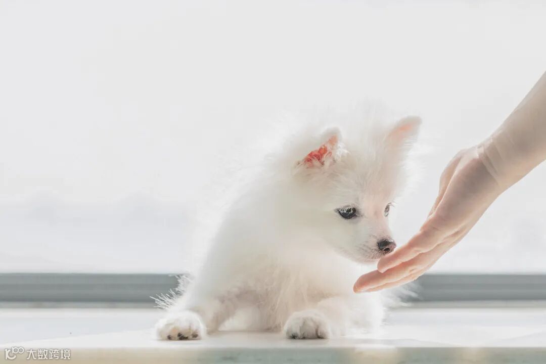 摄图网_501430522_banner_可爱狗狗博美（企业商用） (1).jpg