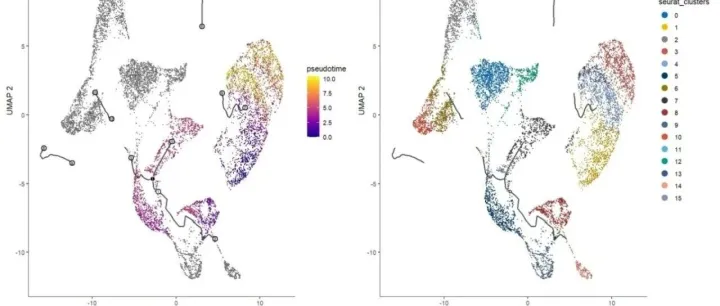 技能分享|Monocle3开展单细胞转录组拟时序分析