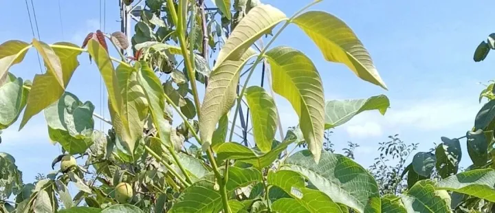 数字化转型的皇帝新装：一场集体性的“自欺欺人”