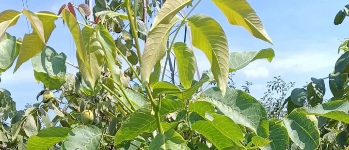 不懂代码，也能搞定大模型微调