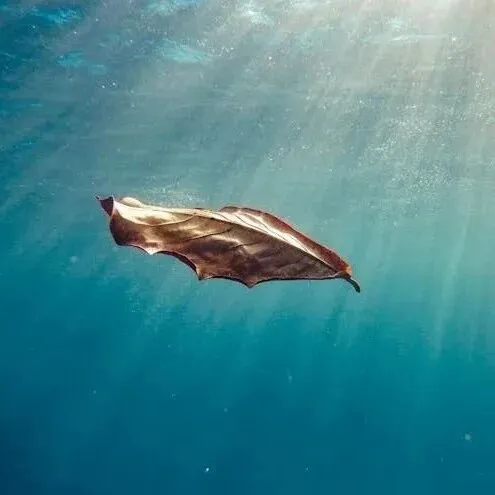 Kafka 极速<em>扩</em><em>缩</em><em>容</em>的完美答案：<em>自动</em>秒级分区迁移