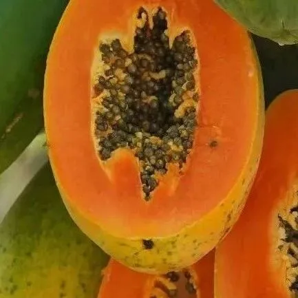 海南三亚红心牛奶木瓜，独特红瓤，细腻口感，5斤送1斤到手6斤，仅59.9起京东包邮到家！