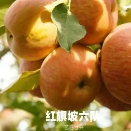 亲测好吃，2025季正宗阿克苏冰糖心苹果，来自红旗坡六队核心产区，果味浓郁，顺丰包邮！