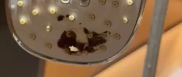 夫妻住全季酒店洗完澡发现花洒有粪便！住客：因为近视还用手抠了抠