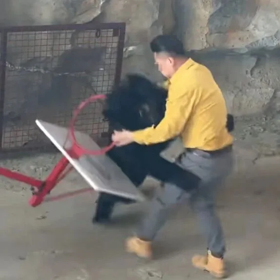 动物园黑熊突袭饲养员！园方通报