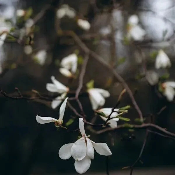 Valkey 9.0 引入多<em>数据</em>库集群、原子级槽位迁移，并带来大幅<em>性能</em><em>提升</em>