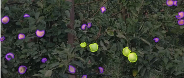 智慧农业之水果采摘点识别数据集 红绿苹果实例分割数据集 苹果成熟度自动判别 果园产量智能统计 农产品分拣自动化等 10270期