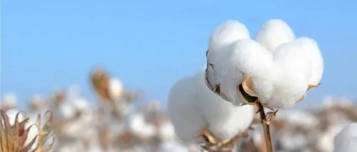 稳健集团业绩说明会：双主业规模齐破38亿元 全棉时代核心品类强势爆发