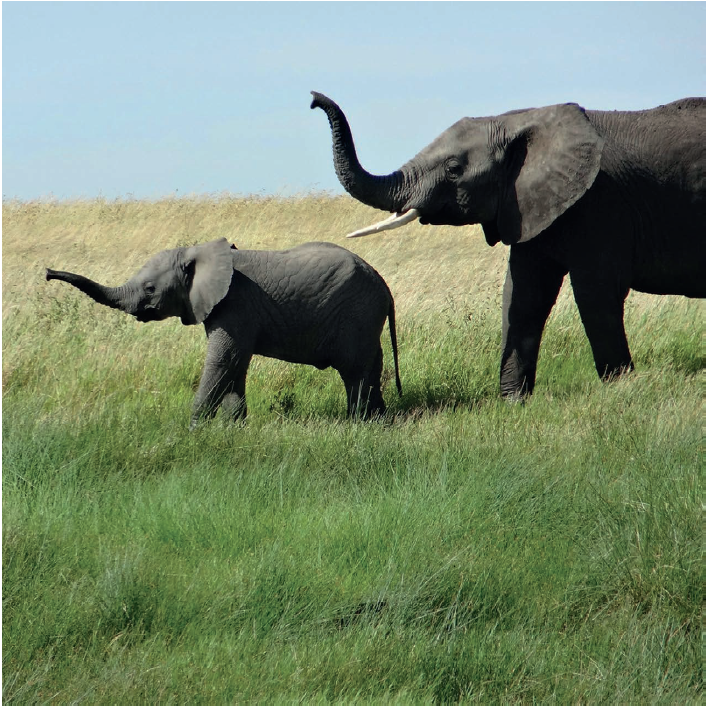 非洲象测试图像