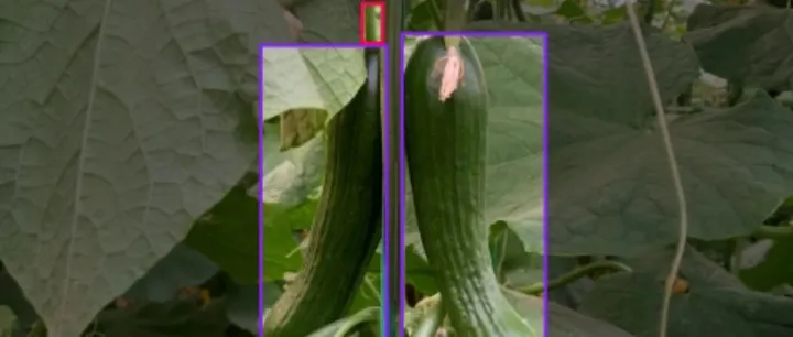 智慧农业之黄瓜识别 黄瓜采摘点识别 黄瓜和果柄图像识别数据集 农作物图像识别数据集 yolov13农作物识别数据集第10273期