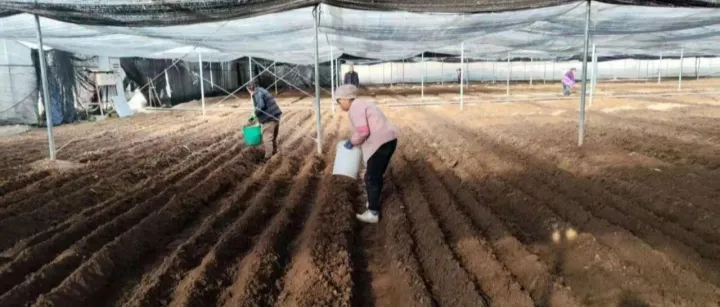 瓦房口镇金台村羊肚菌播种忙 特色产业播下增收新希望