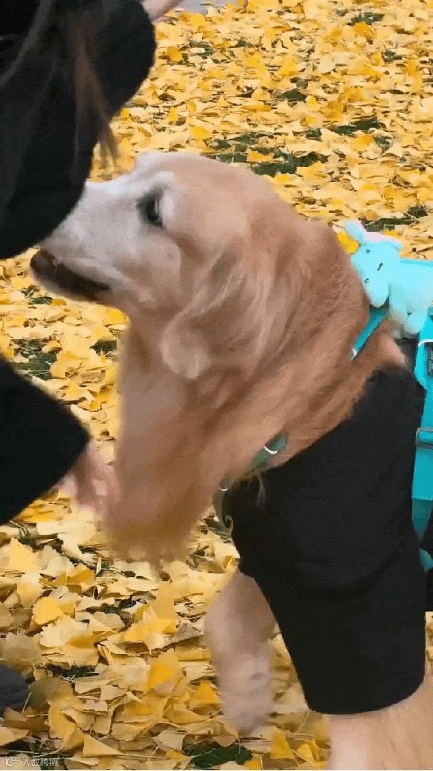 让照片“活”出立体感 OPPO Reno15的实况人像为啥这么好玩？