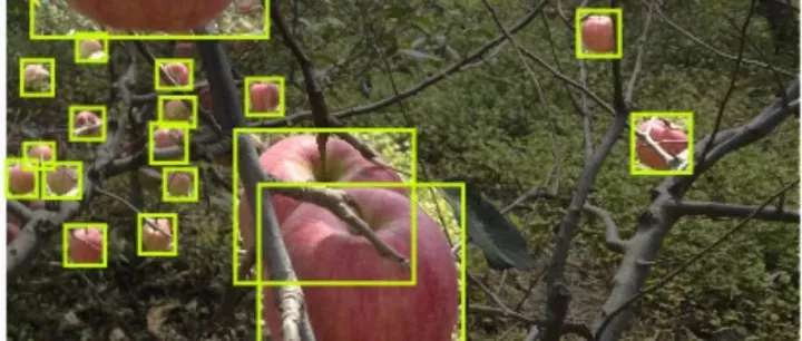 智慧农业之苹果采摘点识别数据集 苹果识别数据集 水果采摘点识别图像数据集 yolov11水果识别 图像数据集10269期