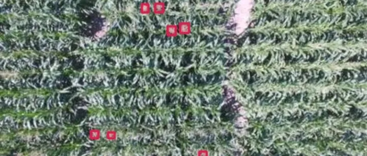 智慧农业之玉米授粉雄穗检测<em>数据</em> 无人机航拍巡检<em>数据</em>集 航拍玉米雄穗 玉米出苗<em>率</em> 授粉<em>率</em>识别<em>数据</em>集 无人机与智慧农业第10301期