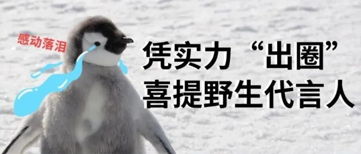 【文末抽奖】凭实力圈粉野生代言人！这波奖金必须安排！