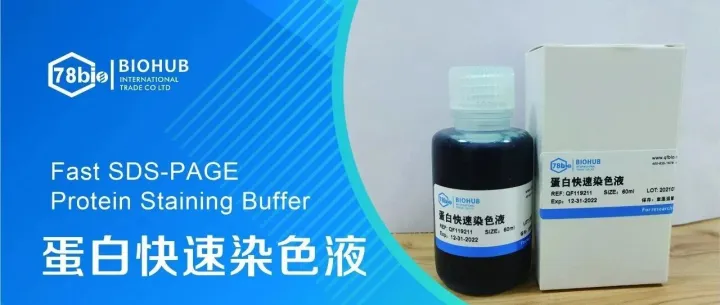 BIOHUB蛋白快速染色液——5分钟，所见即所得,颠覆你的蛋白染色新体验！