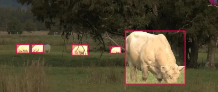 牛计算机视觉<em>数据</em><em>集</em>  牛分类<em>数据</em><em>集</em>  yolo<em>数据</em><em>集</em>  动物检测<em>数据</em><em>集</em> 图像识别