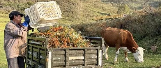 北漂返乡、日销千单：吕梁沙棘产业借拼多多实现人才、销量“双回流”