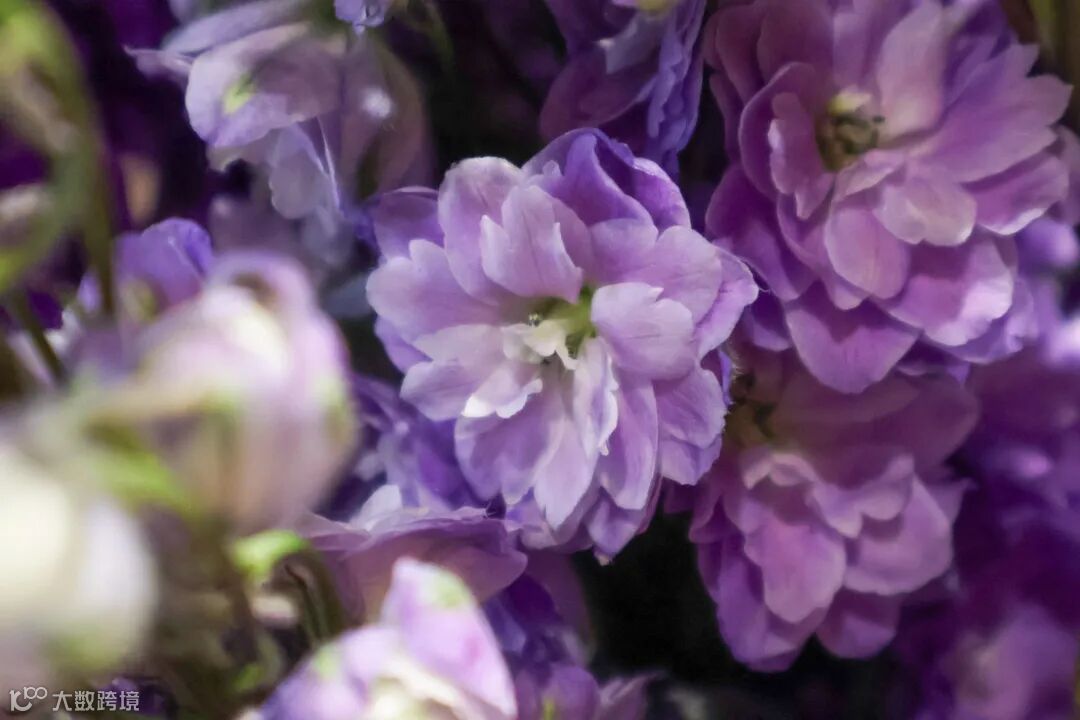 兼顾轻便与性能 佳能EOS R50拍摄体验