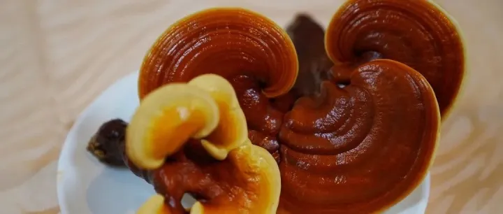 Summer Wellness: The Unexpected Benefits of Reishi