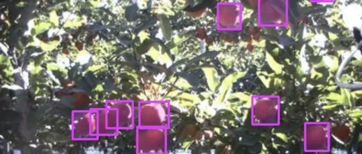 智慧农业水果采摘点识别 苹果识别采摘点<em>检测</em><em>数据</em>集 农业果树水果识别<em>数据</em>集 苹果<em>检测</em><em>数据</em>集 图像识别<em>数据</em>集10233期