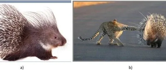 性能不错！冠豪猪优化算法（Crested Porcupine Optimization, CPO）详解及其应用