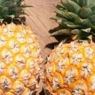 芒果凤梨冬季短暂果期！兼具芒果和凤梨的香气，59.9元起顺丰包邮！