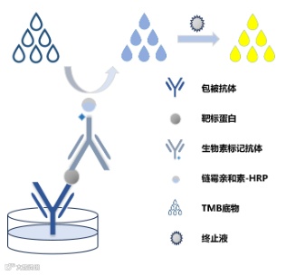 mlbio酶联生物 2025年授权代理-上海起发