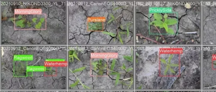 智慧农业之杂草识别图像数据集 杂草识别 yolov13杂草识别 12类水麻、牵牛花、马齿苋等12类杂草分类识别 田间杂草识别