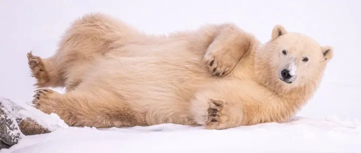 从 Pandas 转向 Polars：新手常见的10 个问题与优化建议