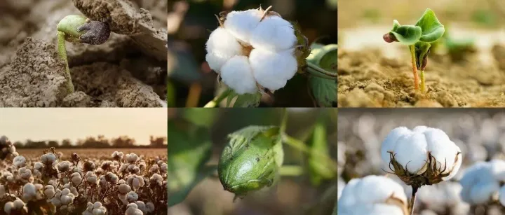 稳健医疗董事长、全棉时代创始人李建全：坚持长期主义 迈向品牌出海新征程