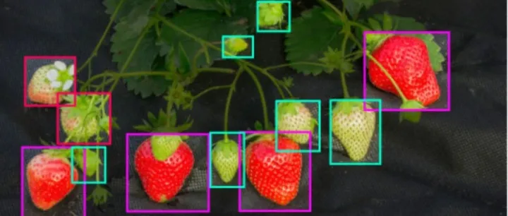 智慧农业之草莓成熟度识别数据集 yolo detr算法草莓采摘点识别图像数据集 草莓目标检测数据集 粉色红色青涩草莓数据集271