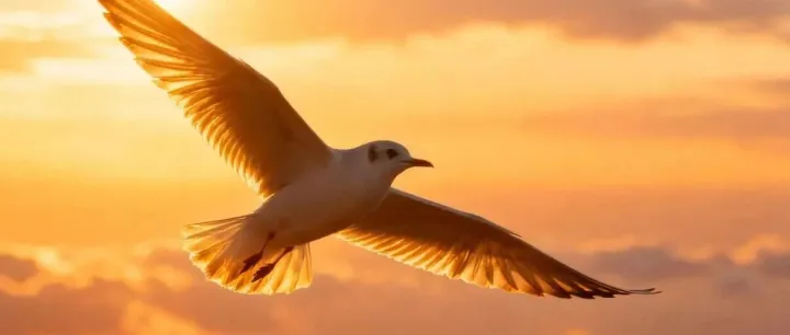 <em>Day</em> 32 早起打卡