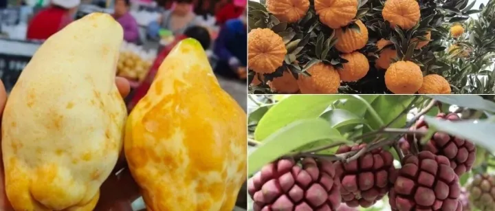 靠种“丑”水果，年入30万！3种小众奇特水果，零售最高40元/斤，你听过吗？