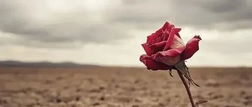 为自己而活｜把人生握回手里的歌