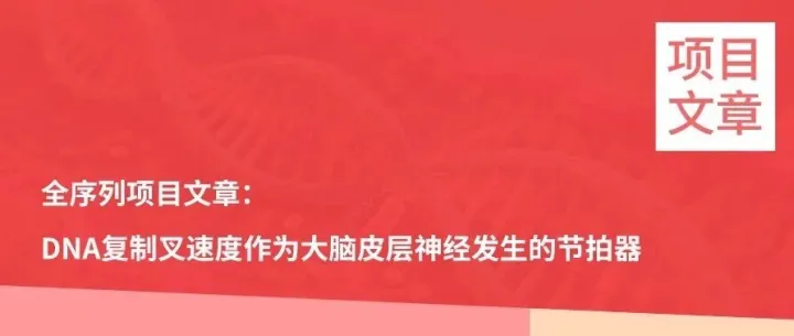 Nature Communications | 全序列项目文章：DNA复制叉速度作为大脑皮层神经发生的节拍器