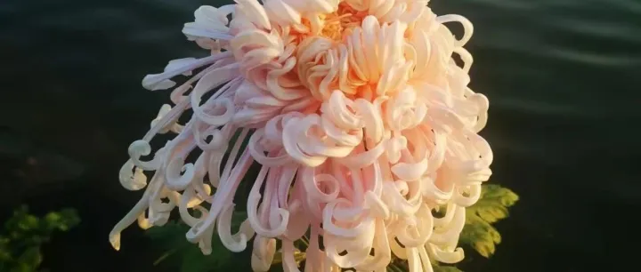 前11个月我国货物贸易进出口增长3.6%，集成电路和汽车出口增长明显