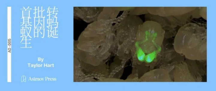 解开“蚂蚁大脑矩阵”：世界首批转基因蚂蚁的诞生。| Asimov Press